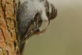 Pełzacz ogrodowy - Certhia brachydactyla - Short-toed Treecreeper