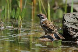 Mazurek - Passer montanus - Eurasian Tree Sparrow