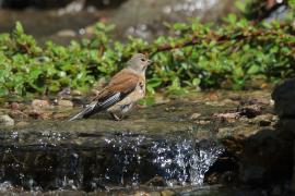 Makolągwa - Carduelis cannabina - Common Linnet