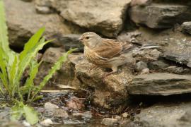 Makolągwa - Carduelis cannabina - Common Linnet