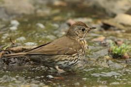 Śpiewak - Turdus philomelos - Song Thrush