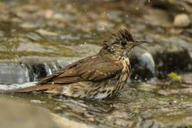 Śpiewak - Turdus philomelos - Song Thrush