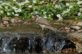 Piegża - Sylvia curruca - Lesser Whitethroat