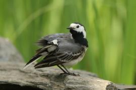 Pliszka siwa - Motacilla alba - White Wagtail