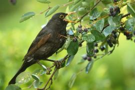 Kos - Turdus merula - Common Blackbird