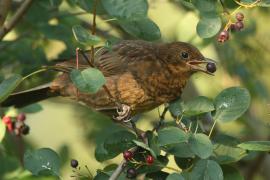 Kos - Turdus merula - Common Blackbird