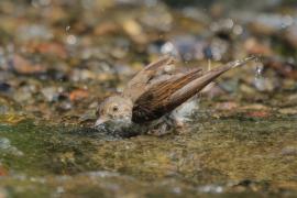 Cierniówka - Sylvia communis - Common Whitethroat