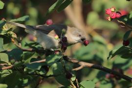 Piegża - Sylvia curruca - Lesser Whitethroat