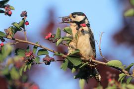 Dzięcioł duży - Dendrocopos major - Great Spotted Woodpecker