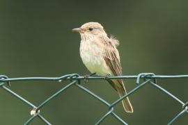 Muchołówka szara - Muscicapa striata - Spotted Flycatcher
