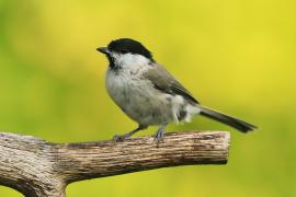 Sikora uboga - Poecile palustris - Marsh Tit