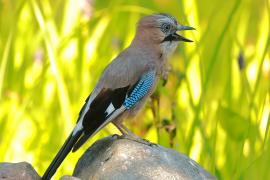 Sójka - Garrulus glandarius - Eurasian Jay