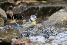 Modraszka - Cyanistes caeruleus - Blue Tit