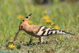 Dudek - Upupa epops - Common Hoopoe
