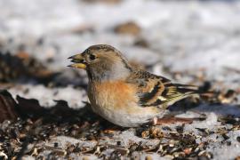 Jer - Fringilla montifringilla - Brambling