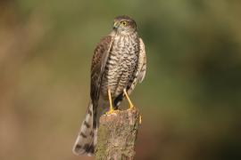 Krogulec - Accipiter nisus - Eurasian Sparrowhawk