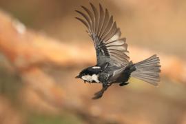 Sosnówka - Periparus ater - Coal Tit