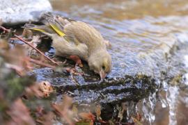 Dzwoniec - Chloris chloris - Greenfinch