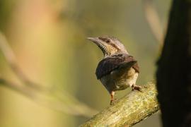 Krętogłów - Jynx torquilla - Eurasian Wryneck