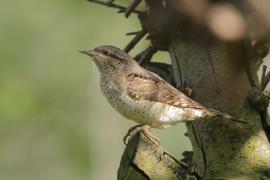 Krętogłów - Jynx torquilla - Eurasian Wryneck