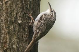 Pełzacz leśny - Certhia familiaris - Eurasian Treecreeper
