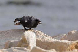 Kawka - Corvus monedula - Eurasian Jackdaw