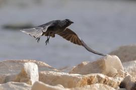 Kawka - Corvus monedula - Eurasian Jackdaw
