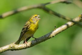 Kulczyk zwyczajny - Serinus serinus - European Serin