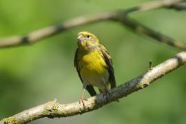 Kulczyk zwyczajny - Serinus serinus - European Serin