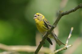 Kulczyk zwyczajny - Serinus serinus - European Serin