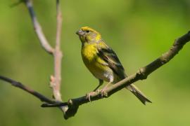 Kulczyk zwyczajny - Serinus serinus - European Serin