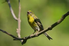 Kulczyk zwyczajny - Serinus serinus - European Serin