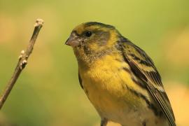 Kulczyk zwyczajny - Serinus serinus - European Serin