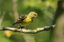 Kulczyk zwyczajny - Serinus serinus - European Serin