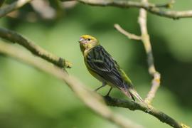 Kulczyk zwyczajny - Serinus serinus - European Serin