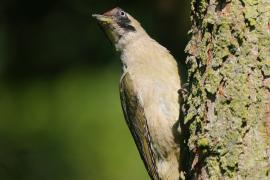 Dzięcioł zielony - Picus viridis - Green Woodpecker