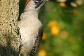 Dzięcioł zielony - Picus viridis - Green Woodpecker