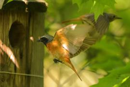 Pleszka - Phoenicurus phoenicurus - Common Redstart