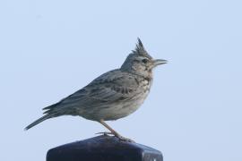 Dzierlatka - Galerida cristata - Crested Lark