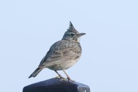Dzierlatka - Galerida cristata - Crested Lark