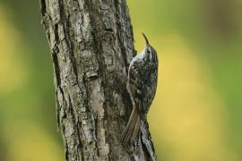 Pełzacz ogrodowy - Certhia brachydactyla - Short-toed Treecreeper