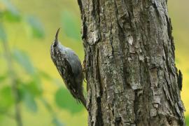 Pełzacz ogrodowy - Certhia brachydactyla - Short-toed Treecreeper
