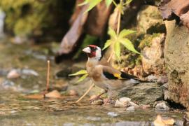 Szczygieł - Carduelis carduelis - European Goldfinch