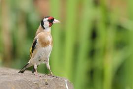 Szczygieł - Carduelis carduelis - European Goldfinch