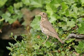 Śpiewak - Turdus philomelos - Song Thrush