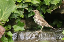 Śpiewak - Turdus philomelos - Song Thrush