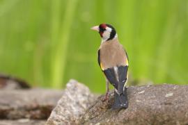 Szczygieł - Carduelis carduelis - European Goldfinch
