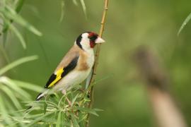 Szczygieł - Carduelis carduelis - European Goldfinch