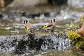 Szczygieł - Carduelis carduelis - European Goldfinch