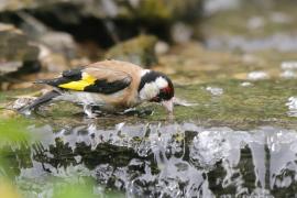 Szczygieł - Carduelis carduelis - European Goldfinch